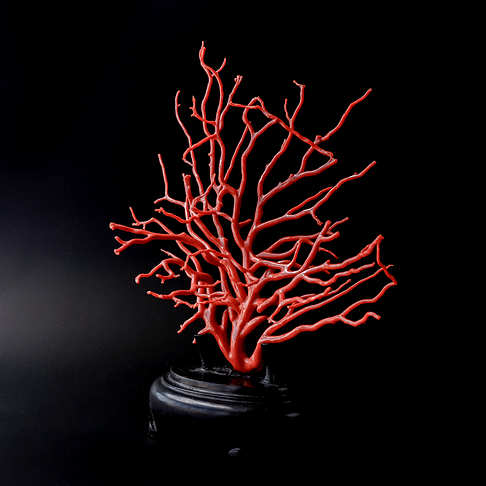 沙丁红珊瑚原枝摆件--红珊瑚-沙丁-B101516J14004