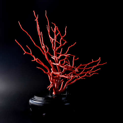 沙丁红珊瑚原枝摆件--红珊瑚-沙丁-B101516J14004