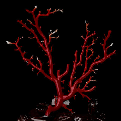 阿卡珊瑚树枝摆件--红珊瑚-阿卡-B101519C08003