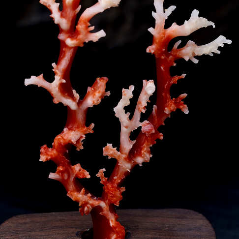 阿卡正红珊瑚原枝摆件--红珊瑚-阿卡-B106617G11026